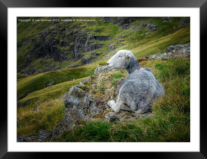 Chilling Out in the Lake District Framed Mounted Print by Lee Kershaw