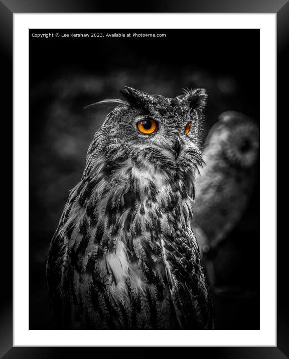 Captivating Gaze at Ebbw Vale Owl Sanctuary Framed Mounted Print by Lee Kershaw