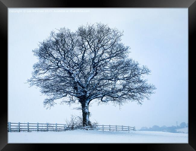 A solitary Tree in a Sparse Winter Wonderland Framed Print by Lee Kershaw