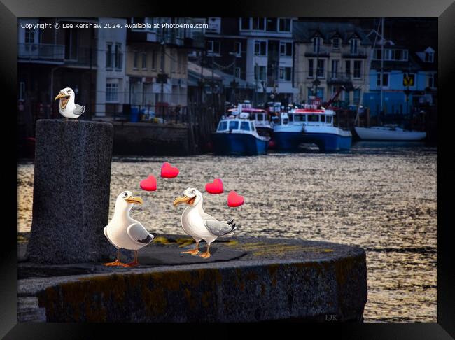Love in Looe with the Pesky Birds Framed Print by Lee Kershaw
