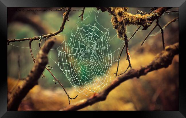 Spider's Web Framed Print by Lee Kershaw