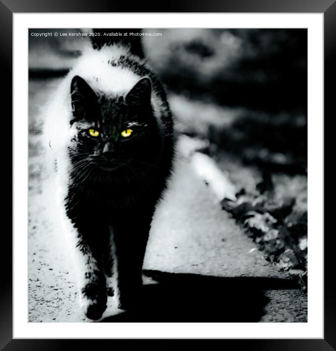 Yellow Eyed Cat Framed Mounted Print by Lee Kershaw