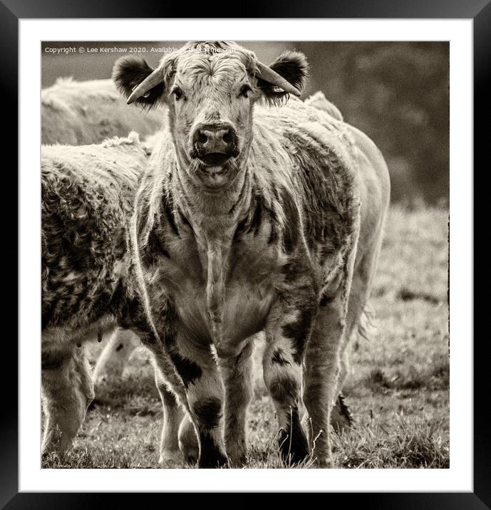 A Load of Old Bull Framed Mounted Print by Lee Kershaw