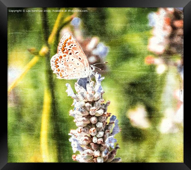 Butterfly Framed Print by Lee Kershaw