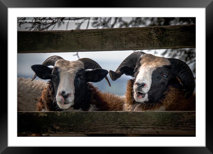 Hello! Framed Mounted Print by Lee Kershaw