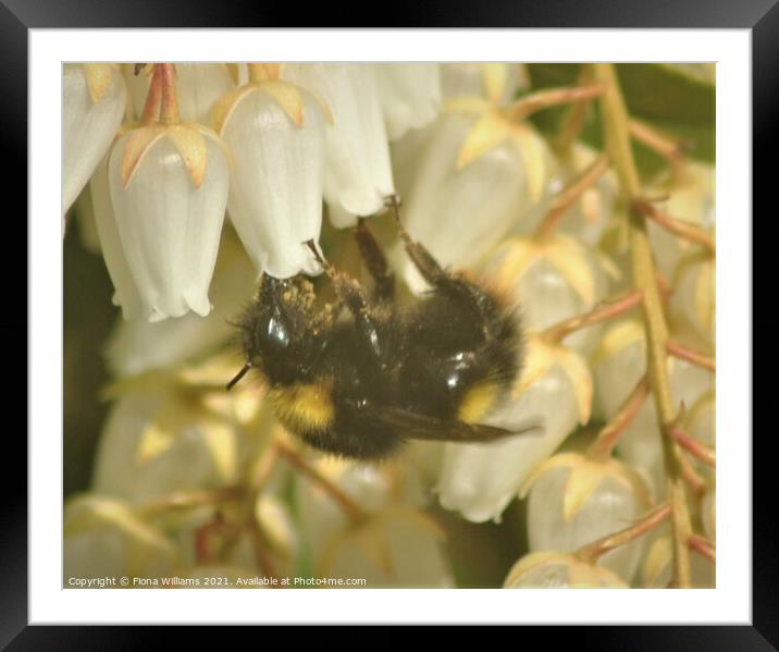 Bee collecting pollen Framed Mounted Print by Fiona Williams