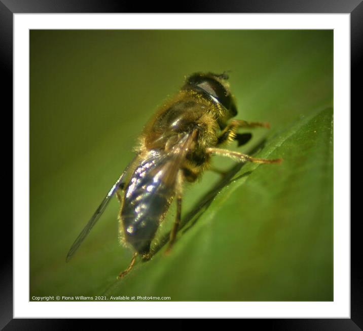 Hoverfly on a leaf Framed Mounted Print by Fiona Williams