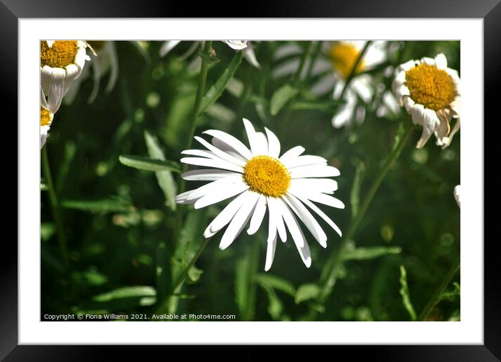 Plant flower Framed Mounted Print by Fiona Williams