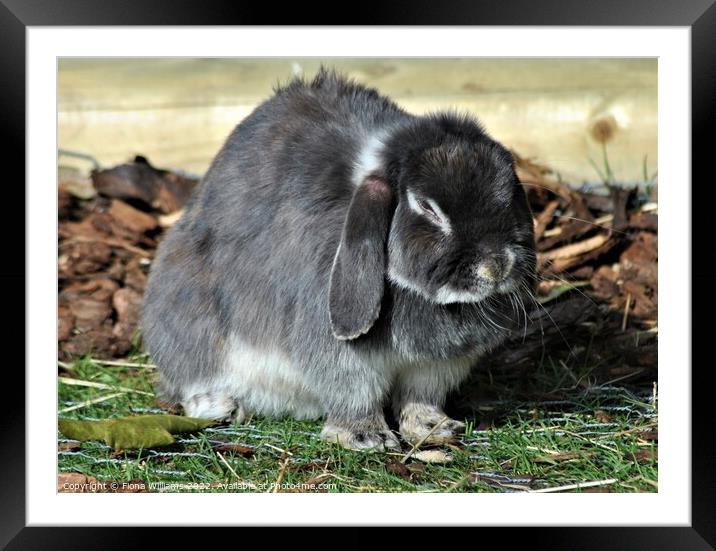 Dwarf Lop Eared Rabbit Framed Mounted Print by Fiona Williams