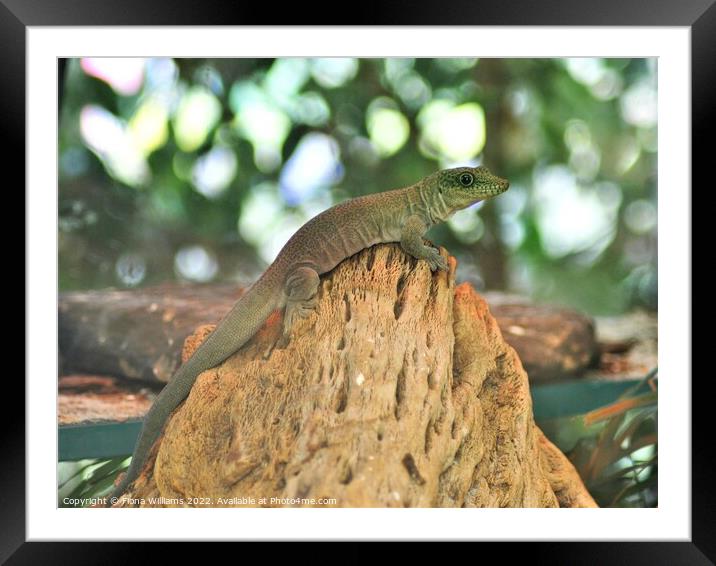 Gekko on a rock Framed Mounted Print by Fiona Williams