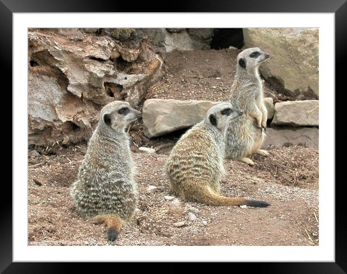 Meerkat Family Framed Mounted Print by Fiona Williams