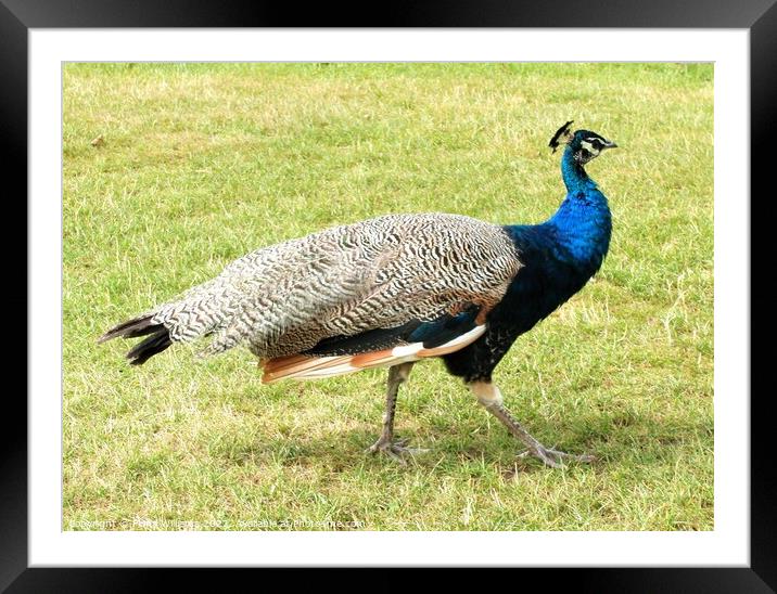 Peacock without tail feathers Framed Mounted Print by Fiona Williams