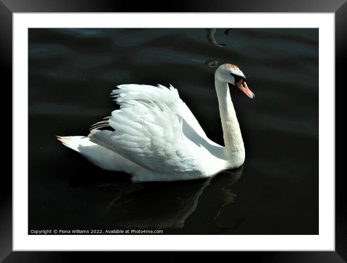 Beautiful Swan Framed Mounted Print by Fiona Williams
