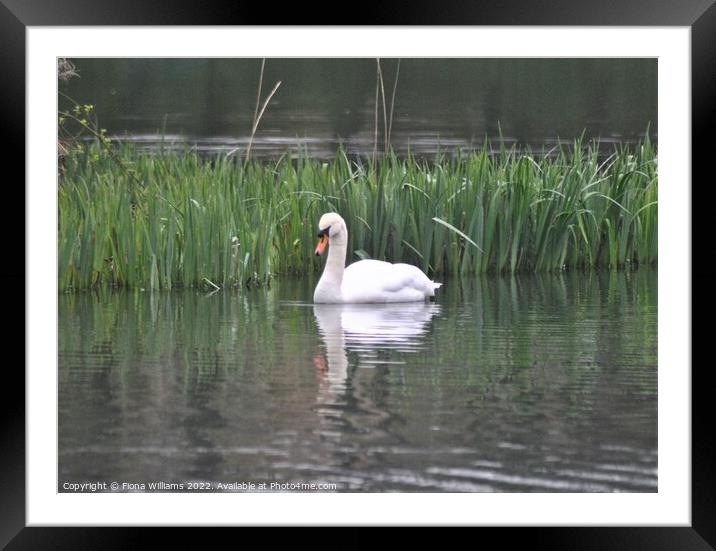 Swan on the water Framed Mounted Print by Fiona Williams