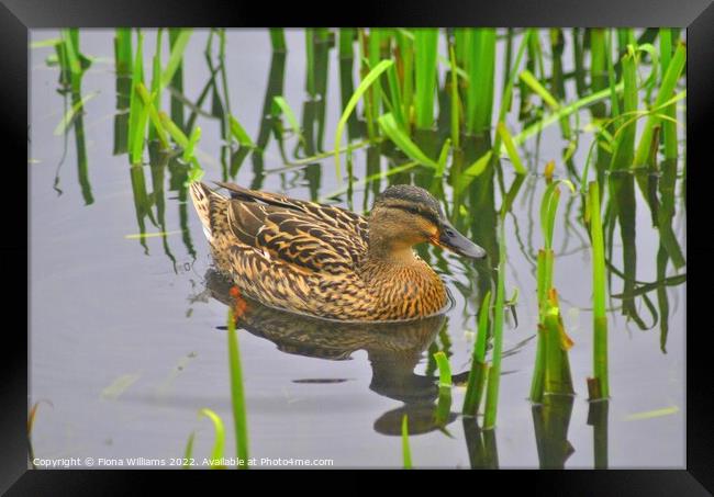 Duck in the reeds Framed Print by Fiona Williams