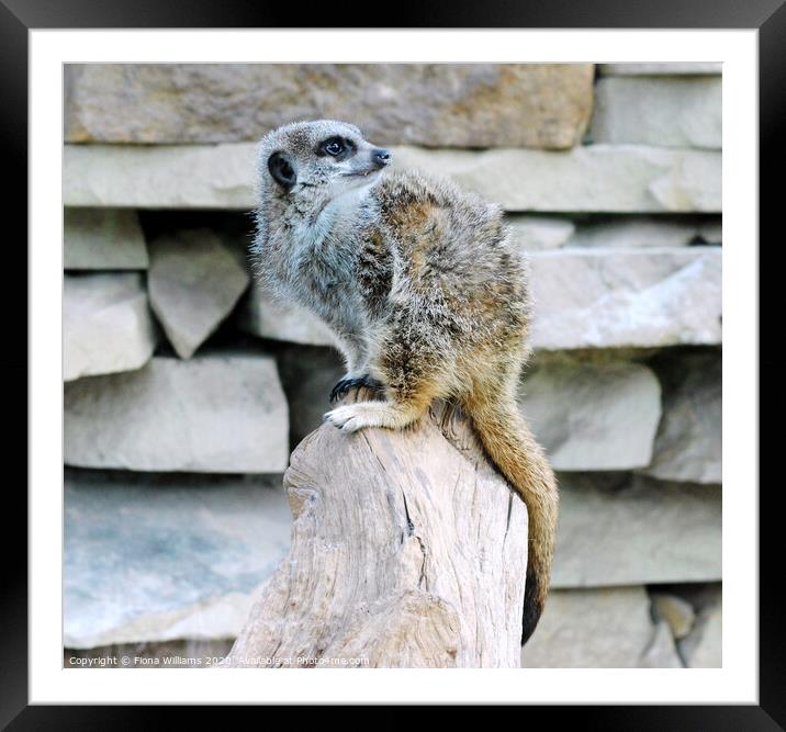 Meerkat Perched on a log at Caldreglen park Framed Mounted Print by Fiona Williams