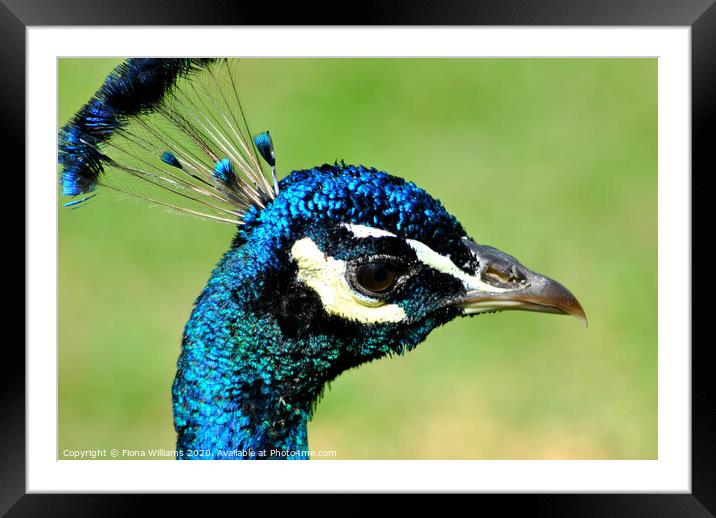 Beautiful peacock head side on at Samye Lings Framed Mounted Print by Fiona Williams