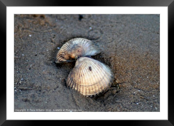 Sea shells on Southerness Beach Framed Mounted Print by Fiona Williams