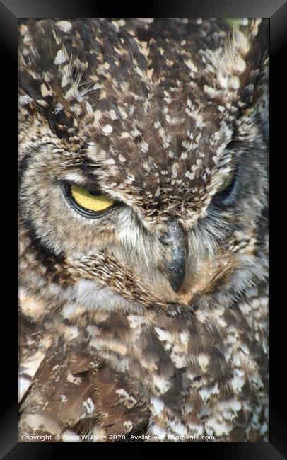 European Eagle Owl up close Framed Print by Fiona Williams