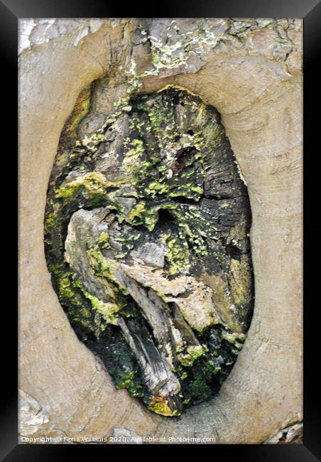 Beautiful abstract pattern in a tree trunk in Cambusnethan woods Framed Print by Fiona Williams