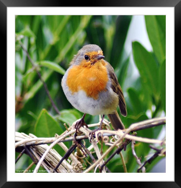 Robin red breast on my garden fence Framed Mounted Print by Fiona Williams