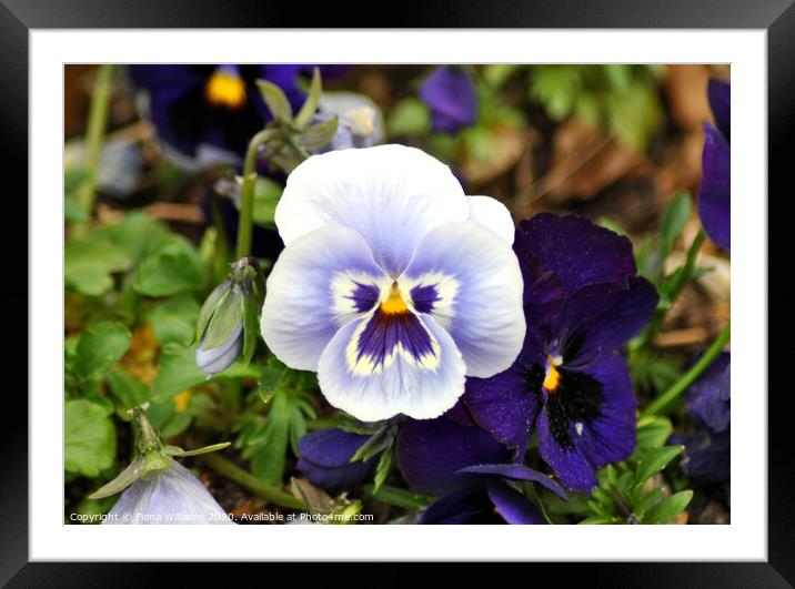 Blue Pansies Framed Mounted Print by Fiona Williams