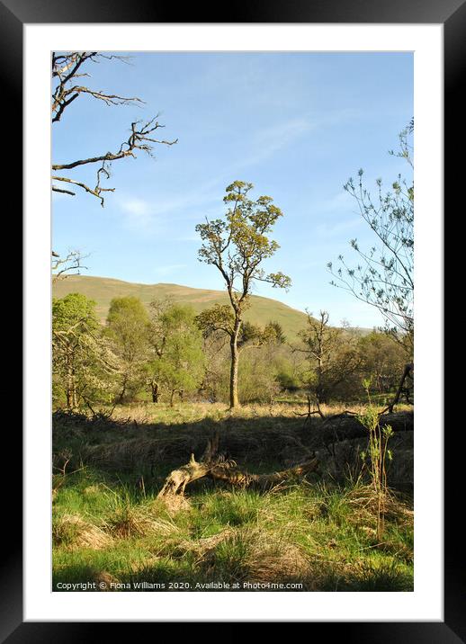 Lone tree at ettrick marshes Framed Mounted Print by Fiona Williams