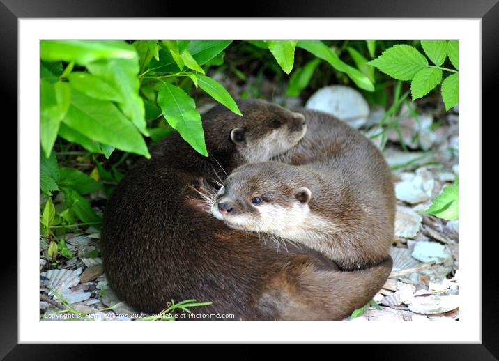 Two otters cuddling Framed Mounted Print by Fiona Williams