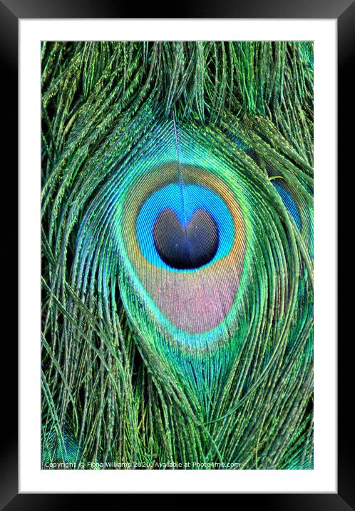 Peacock Feather Framed Mounted Print by Fiona Williams
