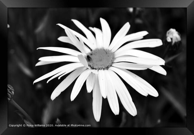 Black and White Daisy Framed Print by Fiona Williams
