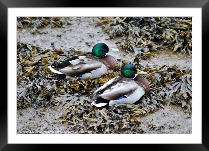 Two Mallard Ducks on some seaweed Framed Mounted Print by Fiona Williams