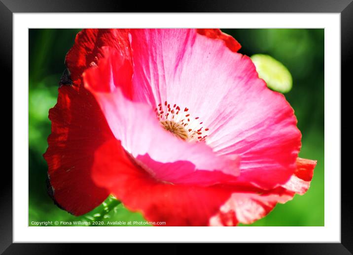 Poppy close up Framed Mounted Print by Fiona Williams