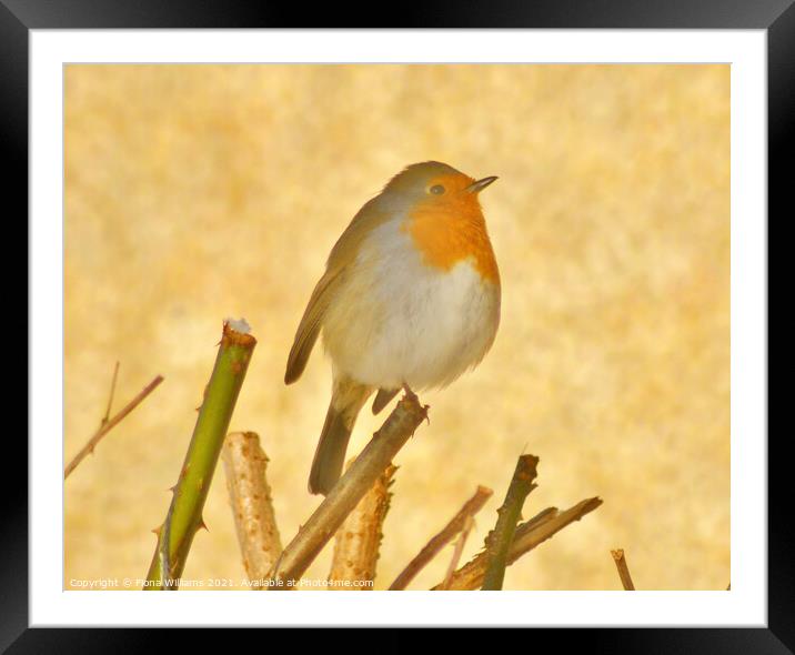 Robin in the bushes in the snow Framed Mounted Print by Fiona Williams