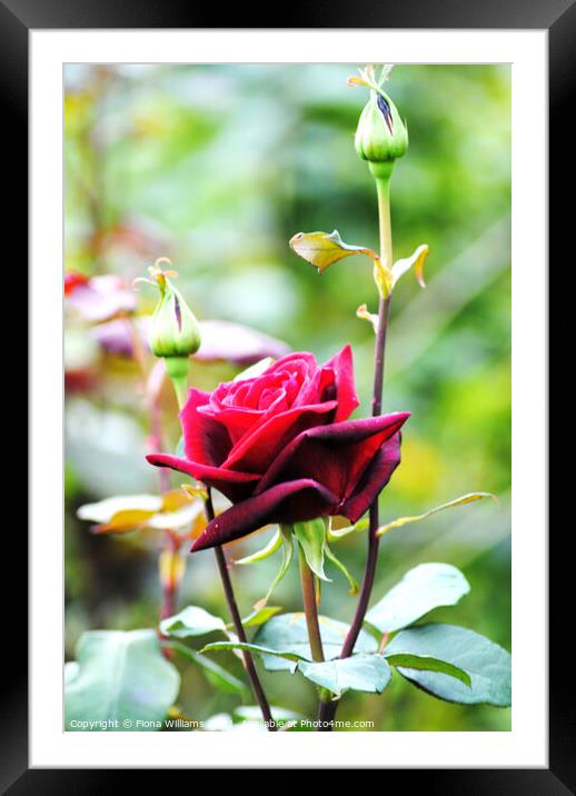 Red rose portrait Framed Mounted Print by Fiona Williams