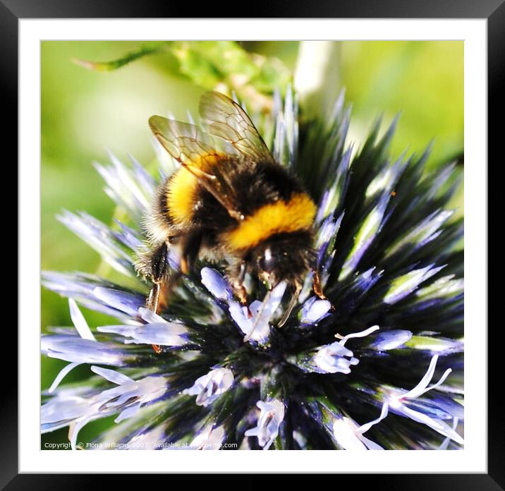 A bee collecting pollen on a flower Framed Mounted Print by Fiona Williams