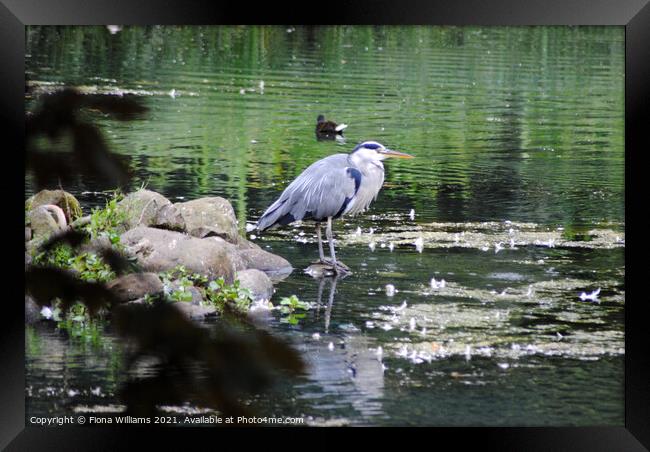 Heron in the water at Kelvingrove Framed Print by Fiona Williams