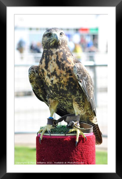 Perigrine Falcon Framed Mounted Print by Fiona Williams