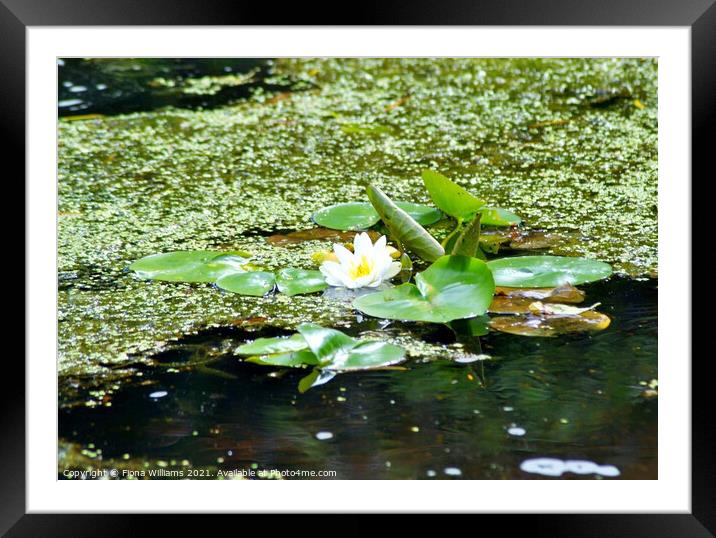 Lilypads on the water Framed Mounted Print by Fiona Williams