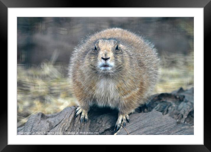 Prairie Dog Framed Mounted Print by Fiona Williams