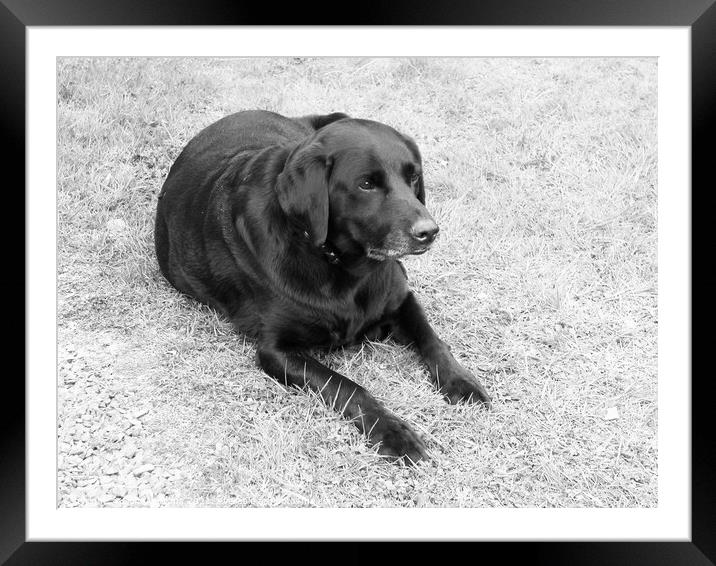 Black Labrador on the grass in Black and white Framed Mounted Print by Fiona Williams