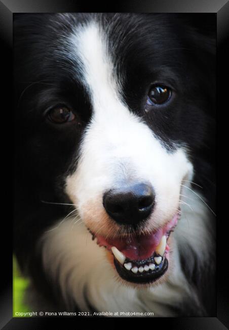 Border Collie working dog Framed Print by Fiona Williams