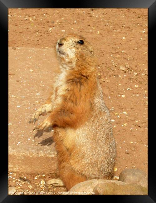 Prairie Dog Standing up Framed Print by Fiona Williams