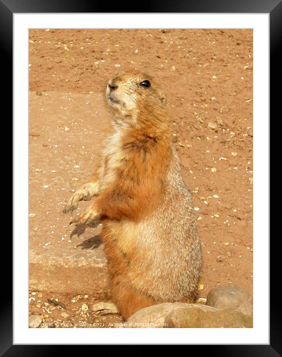 Prairie Dog Standing up Framed Mounted Print by Fiona Williams
