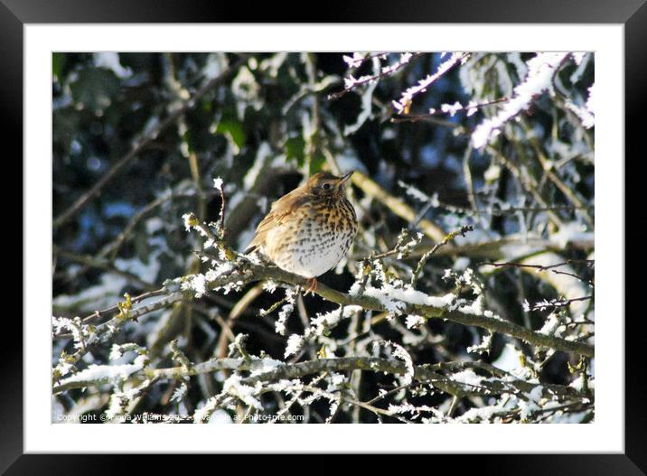 Fieldfare in a tree in winter Framed Mounted Print by Fiona Williams