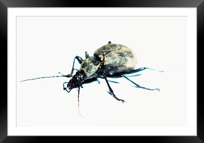 Beetle Framed Mounted Print by Fiona Williams