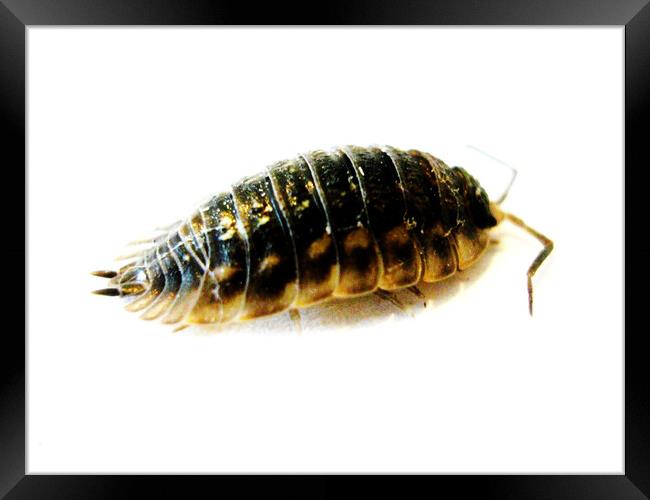 Woodlice Framed Print by Fiona Williams
