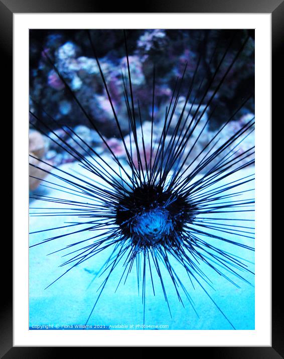 Spiky fish Framed Mounted Print by Fiona Williams