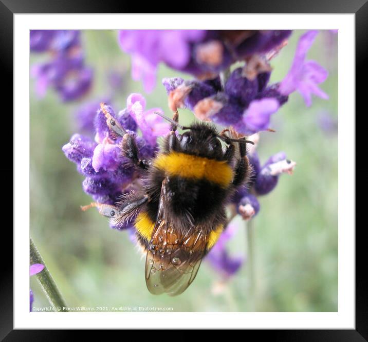 Bee collecting pollen from lavender Framed Mounted Print by Fiona Williams