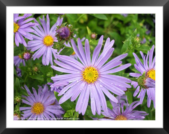 Purple Flowers with raindrops Framed Mounted Print by Fiona Williams