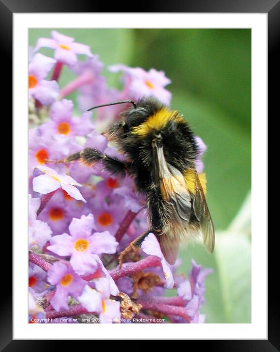 Bee collecting Pollen Framed Mounted Print by Fiona Williams